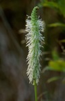 Sanguisorba canadensis L.