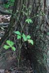 Sanicula canadensis L. var. canadensis