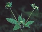 Sanicula canadensis L. var. canadensis