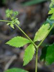 Sanicula canadensis L. var. canadensis