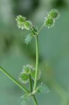 Sanicula canadensis L. var. canadensis