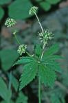 Sanicula marilandica L.