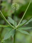 Sanicula marilandica L.