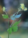 Sanicula trifoliata Bickn.