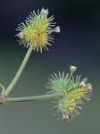 Sanicula trifoliata Bickn.