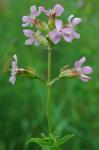 Saponaria officinalis L.