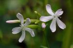 Saponaria officinalis L.