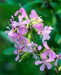 Saponaria officinalis L.
