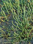 Salicornia ambigua Michaux