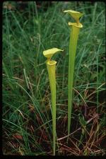Sarracenia flava L.