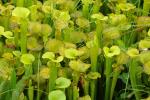 Sarracenia flava L.