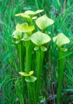 Sarracenia flava L.