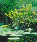 Sarracenia flava L.