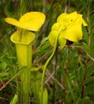 Sarracenia flava L.