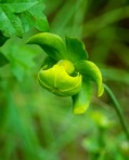 Sarracenia flava L.