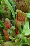 Sarracenia purpurea L.