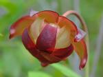 Sarracenia purpurea L.