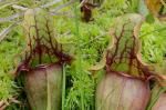 Sarracenia purpurea L.