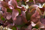 Sarracenia purpurea L.