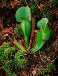 Sarracenia purpurea L.