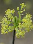 Sassafras albidum (Nutt.) Nees