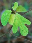 Sassafras albidum (Nutt.) Nees