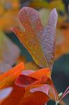 Sassafras albidum (Nutt.) Nees