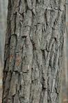 Sassafras albidum (Nutt.) Nees