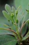 Sassafras albidum (Nutt.) Nees