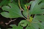 Sassafras albidum (Nutt.) Nees