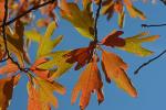 Sassafras albidum (Nutt.) Nees