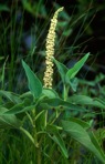 Saururus cernuus L.
