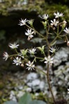 Micranthes caroliniana (Gray) Small