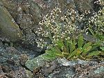 Micranthes petiolaris (Raf.) Bush var. petiolaris