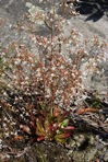 Micranthes petiolaris (Raf.) Bush var. petiolaris