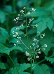Micranthes micranthidifolia (Haw.) Small