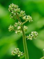Micranthes pensylvanica (L.) Haw.