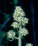 Micranthes pensylvanica (L.) Haw.