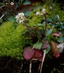 Micranthes virginiensis (Michaux) Small