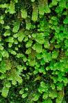 Scapania nemorea (L.) Grolle
