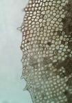Scapania nemorea (L.) Grolle