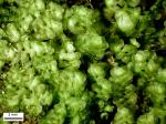 Scapania nemorea (L.) Grolle