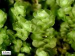 Scapania nemorea (L.) Grolle
