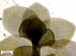 Scapania nemorea (L.) Grolle