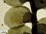 Scapania nemorea (L.) Grolle