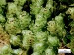 Scapania nemorea (L.) Grolle