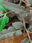 Sceptridium biternatum (Savigny) Lyon
