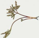 Sceptridium jenmanii (Underwood) Lyon