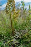 Sceptridium multifidum (S.G. Gmelin) M. Nishida