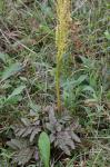 Sceptridium multifidum (S.G. Gmelin) M. Nishida